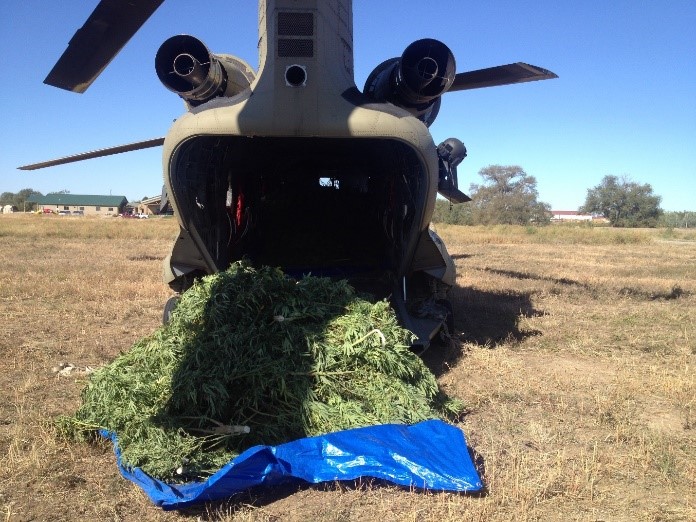 Confiscated marijuana plants on Chinook helicopter